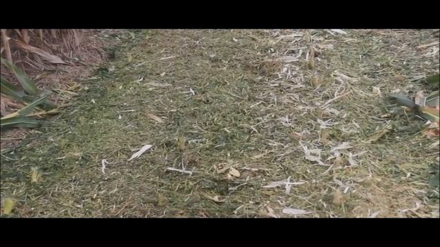 Китайский кукурузный мини-комбайн RUNYUAN 4YZ-3F смотреть онлайн