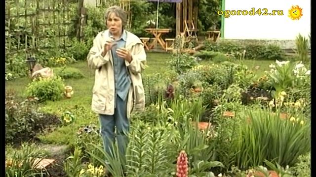 Однолетники в саду. Лекарство от всех хворей! смотреть онлайн