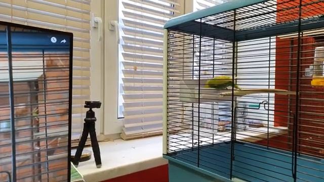 как я поступаю, если попугай не ест в первые дни адаптации смотреть онлайн