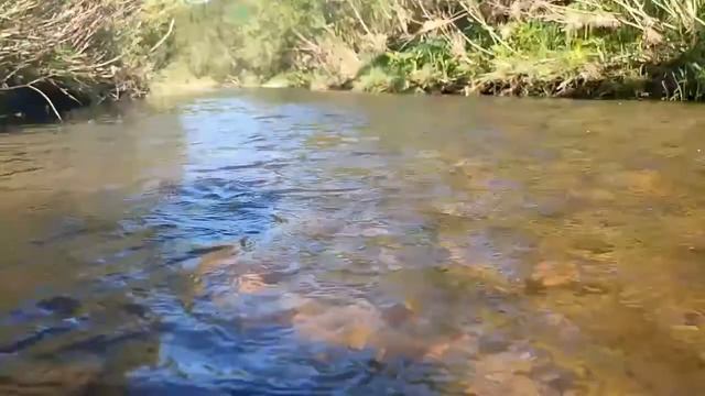 Река Койва. Звуки живой природы смотреть онлайн