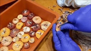 Гладиолусы весной что делать. Подготовка луковиц гладиолусов к посадке