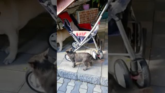 Щенок лабрадора, Сани и кот Тото. Знакомство. смотреть онлайн