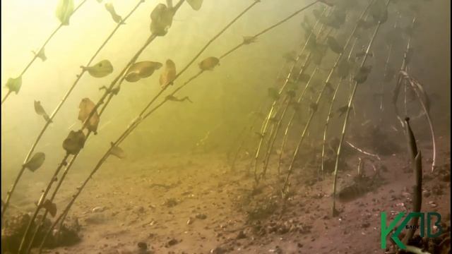 Ловил рыбу камерой напротив желтого рукава. Съемка под водой. Рыбалка. Fishing. angeln.câu cá. ประม смотреть онлайн
