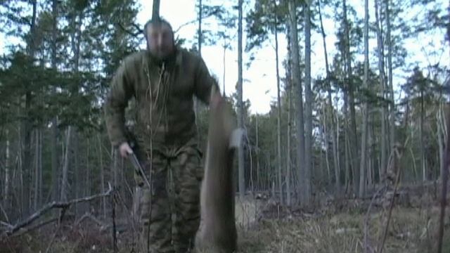 Eastern Coyote Hunting & Thermal Predator Hunting with MFK Game Calls смотреть онлайн
