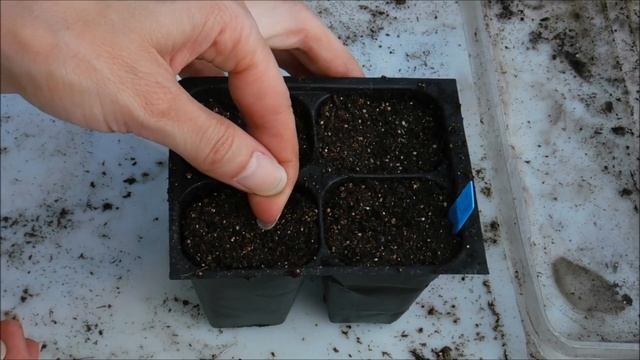 how to start Nigella from seed, how to grow nigella from seed, what do nigella seedlings look like смотреть онлайн