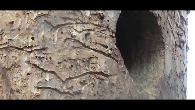 "Дятел - лесной доктор!" Всероссийская акция "День птиц" смотреть онлайн