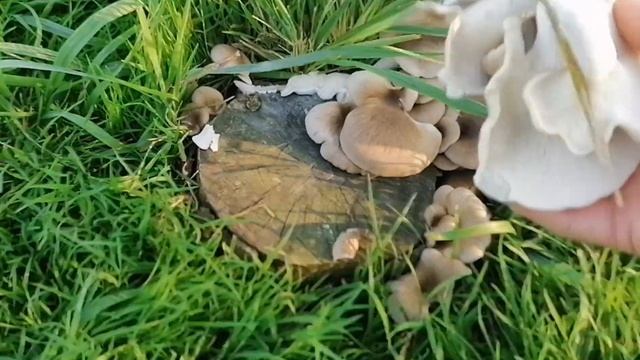 Грибы на приусадебном участке. Нежданный подарок- вешенка в летнем саду. смотреть онлайн