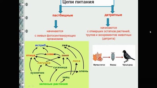 Нисковских Н.Н. Биология. 7 класс. Пищевые цепи смотреть онлайн