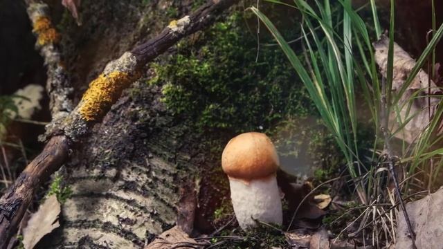 Маслята какие они и где растут. смотреть онлайн