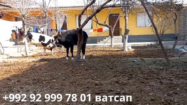 Мол бозор худжанд гуночини фуруши зоти шири черное пестрый ба фуруш баромад 5 март смотреть онлайн