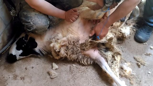 Стрижка барана ножницами. смотреть онлайн