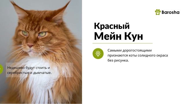Мейн Кун цена - Сколько стоят котята Мейн Кун? смотреть онлайн