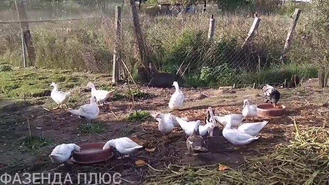 Нужен ли курам петух ? смотреть онлайн