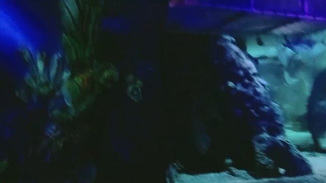 ПЕРВОЕ ВПЕЧАТЛЕНИЕ О ТЦ РИО |Нас| смотреть онлайн