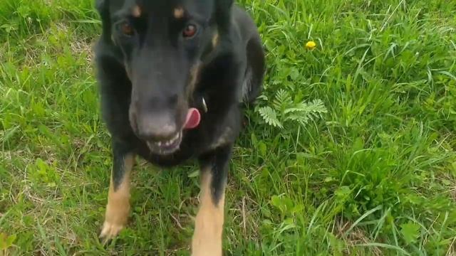 Распашка огорода мотоблоком. Нагоняем грядки. смотреть онлайн