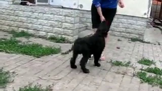 Black Russian Terrier puppies for sale! / Продаются щенки черного терьера! Жофрей Вайт энд Блэк Хау смотреть онлайн