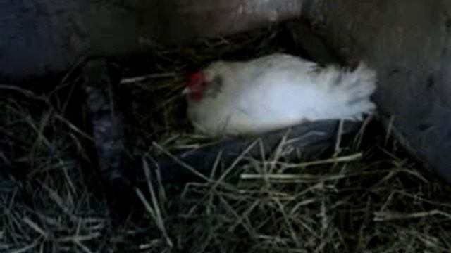 курица сидит на яйцах смотреть онлайн