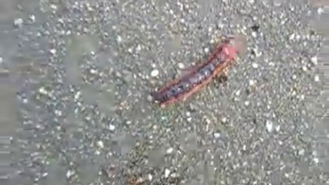 Зоопарк Дома