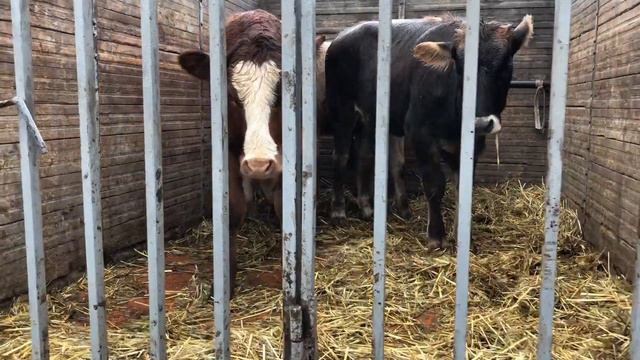 Скотный Рынок город Владикавказ республики Осетия￼ смотреть онлайн