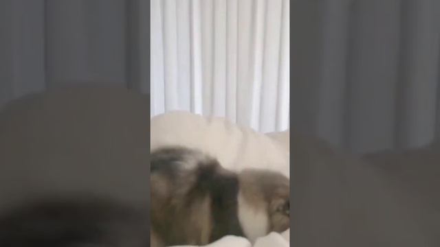 милые котики #рек#котик