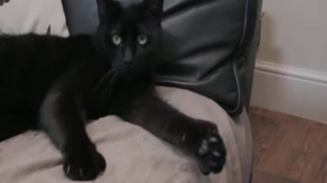 Котэ дает добро смотреть онлайн