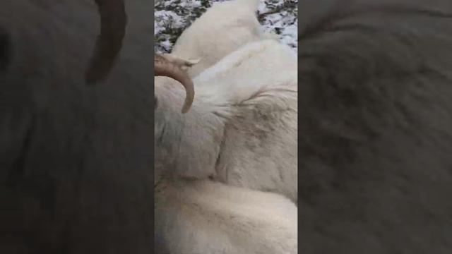 Бурские козы кушают сосну смотреть онлайн