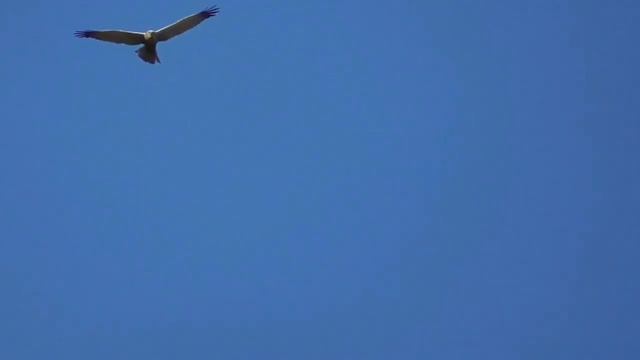 Хищные птицы. Лунь болотный смотреть онлайн