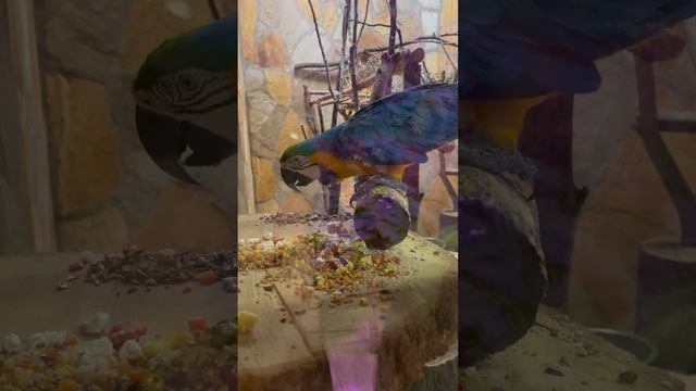 Зоопарк в Санкт-Петербурге попугай ара смотреть онлайн