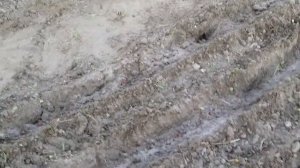 Посадка чеснока Рокамболь под зиму.