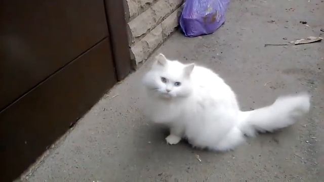 Кошка с разноцветными глазами пытается попасть домой смотреть онлайн