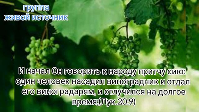 Человек насадил виноградник... Лк.19гл.9ст.