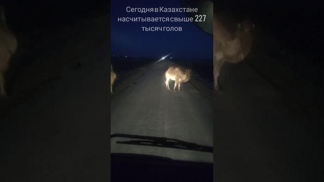 Верблюды в Казахстане смотреть онлайн