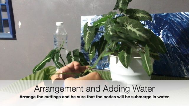 Syngonium Wendlandii Water Propagation And Simple Craft To Design Glass