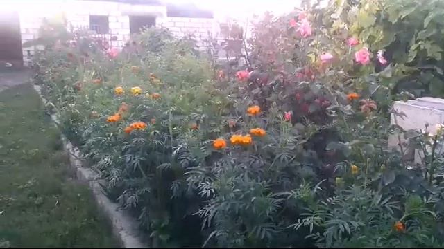 Природа-Орта Оба (Yalama,Xaçmaz,Azerbaijan) смотреть онлайн