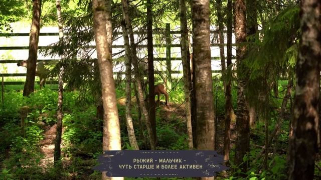 Два детеныша краснокнижного оленя родились в Московском зоопарке смотреть онлайн