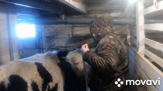 Как узнать вес быка? Вес быка в 9 месяцев. ? смотреть онлайн