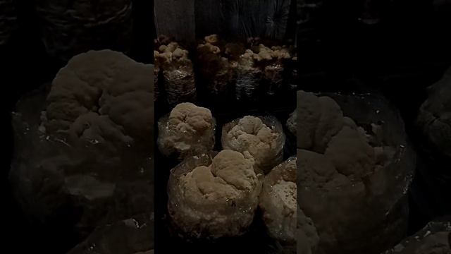 ВЫРАЩИВАНИЕ ЕЖОВИКА, ГРИЦИЙ смотреть онлайн