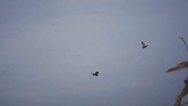 Duck This, Freakish Archery Shots on Flying Mallards смотреть онлайн