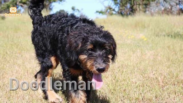 TOP 12 Cruces de Dóberman con otras razas de perros смотреть онлайн