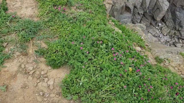 Остров Русский, полуостров Тобизина, 6.08.2019 (часть 1) смотреть онлайн