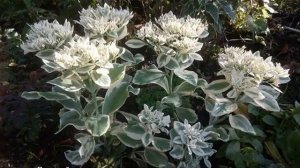 Очиток видный — сорта, посадка и уход