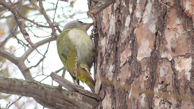 Седой дятел за работой. ( Picus canus ) смотреть онлайн