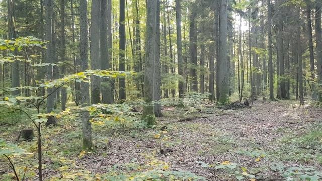 СБОР ГРИБОВ В КОНЦЕ ЛЕТА 2021. Разнообразие грибов. Грибная банда, поехать за грибами смотреть онлайн