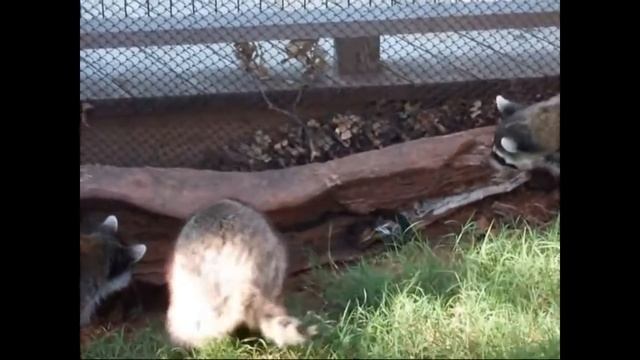 Немного о еноте. Енот против белки, опоссума, гадюки и собаки. смотреть онлайн