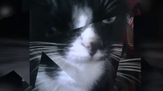 кот потерялся :'( смотреть онлайн