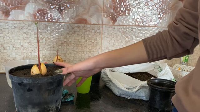ПЕРЕСАДКА АВОКАДО В ЗЕМЛЮ смотреть онлайн