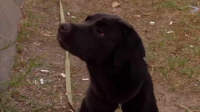 Лабрадор красавица девочка Дана !!! Чернигов смотреть онлайн