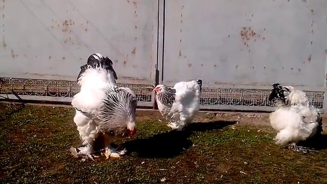 Брама светлая Юрия Беркуна смотреть онлайн