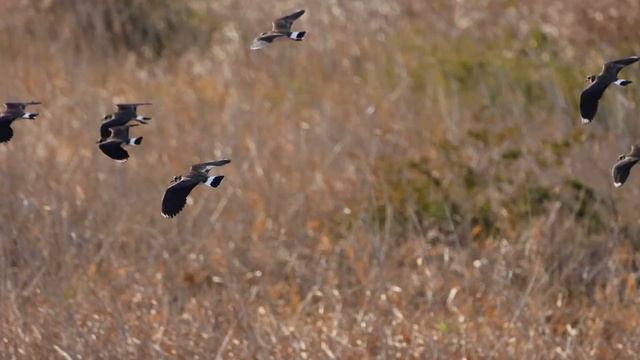 bird watching / lapwings are flying (чибис птица/タゲリ) (1/16 2023) смотреть онлайн