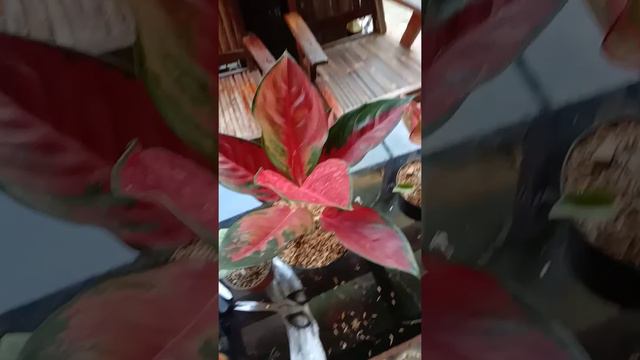 Aglaonema Suksom Jaipong